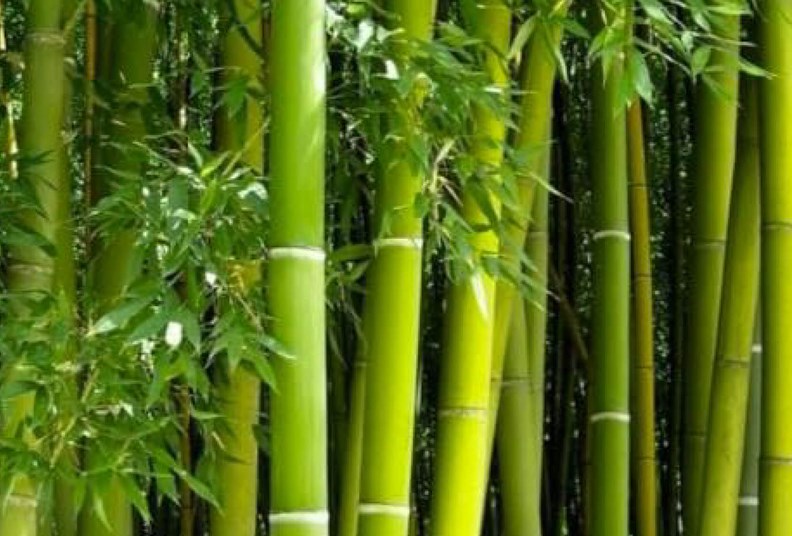 Infinite Bamboo2
