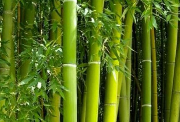 venesta-washrooms-toilet-cubicles-infinite-bamboo-plant