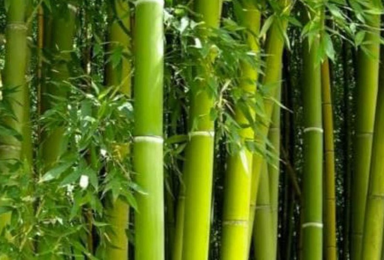 venesta-washrooms-toilet-cubicles-infinite-bamboo-plant